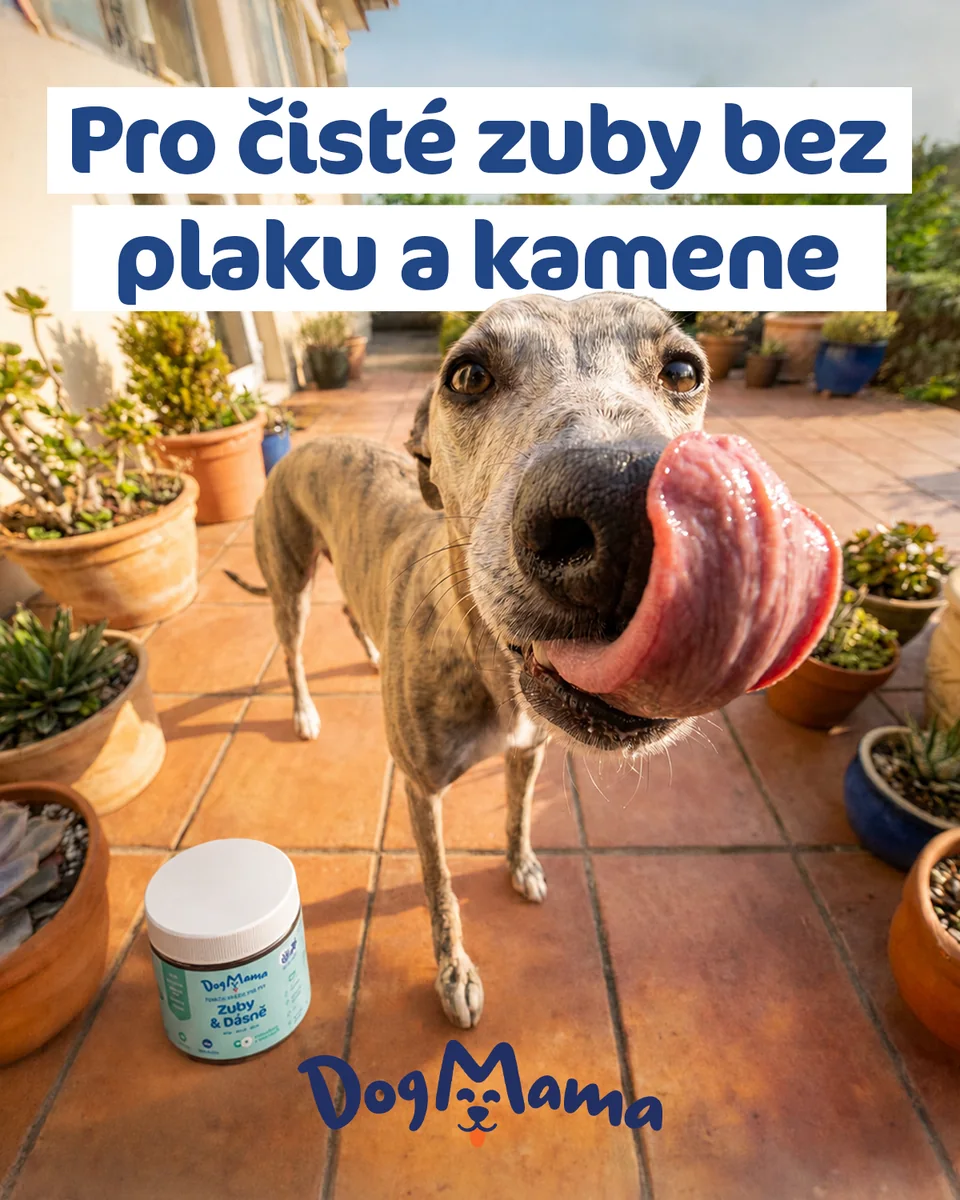 DogMama-Werbebanner mit Hund und Zahnpflegeprodukt